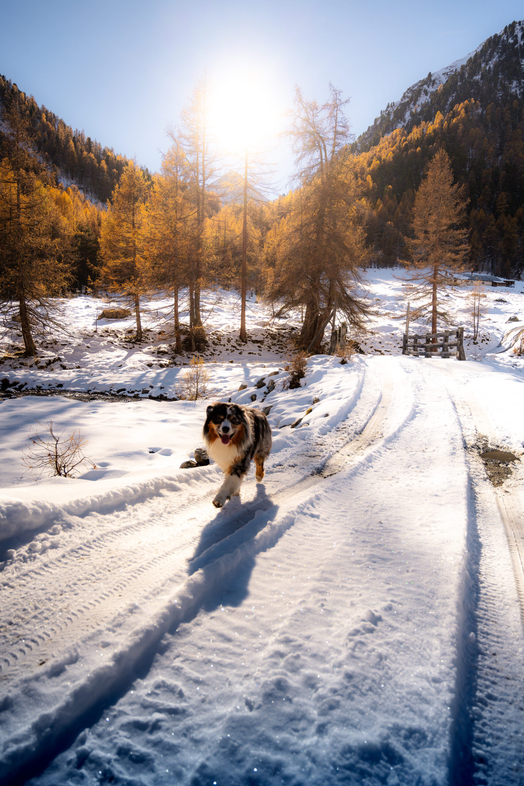 Hund Schnee Herbst Berg Natur Landschaft