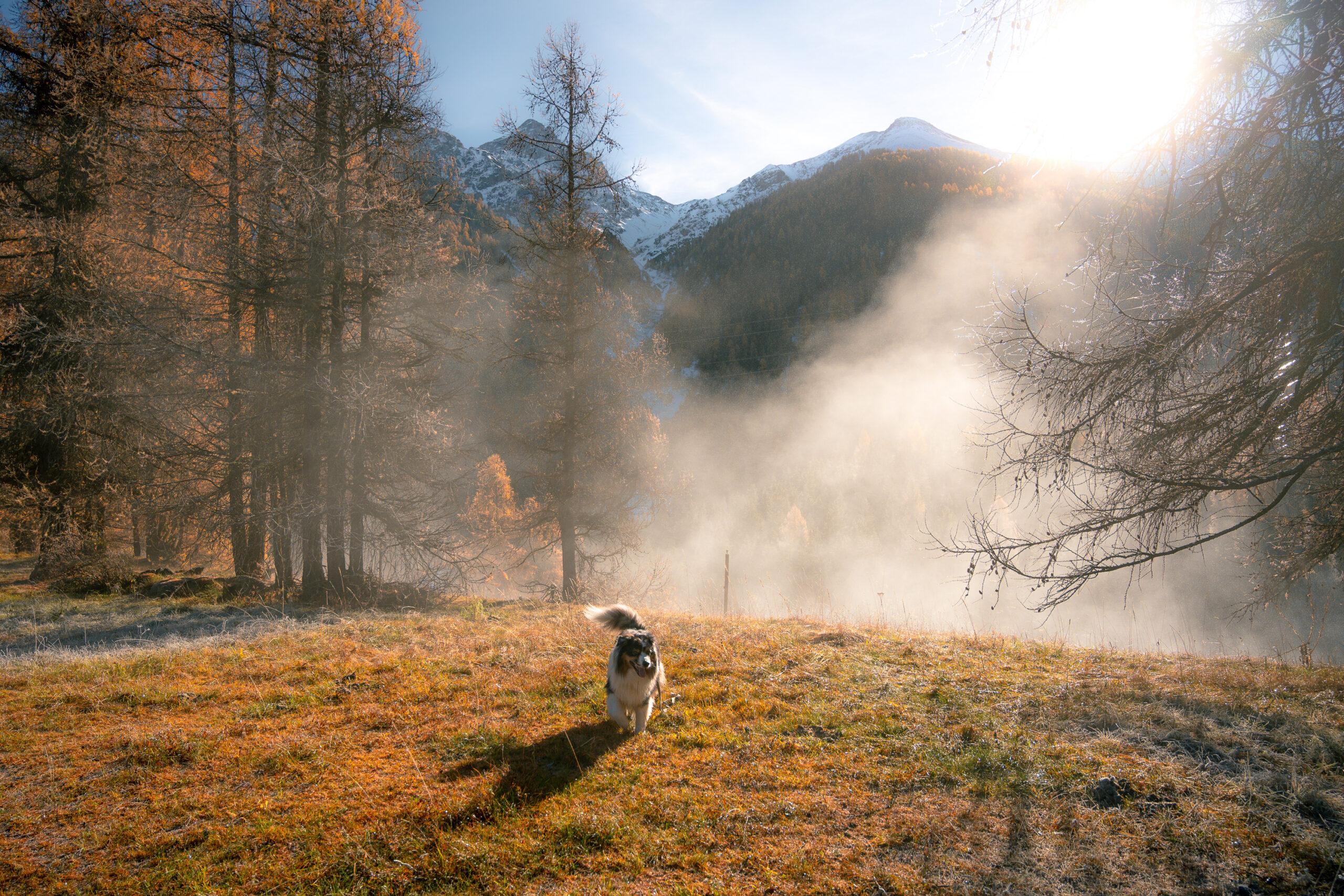 Hund Landschaft Berg Herbst Schnee Nebel Sonne