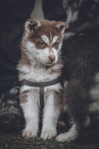 dog, puppy, husky, fur, animals, pet, animal, nature