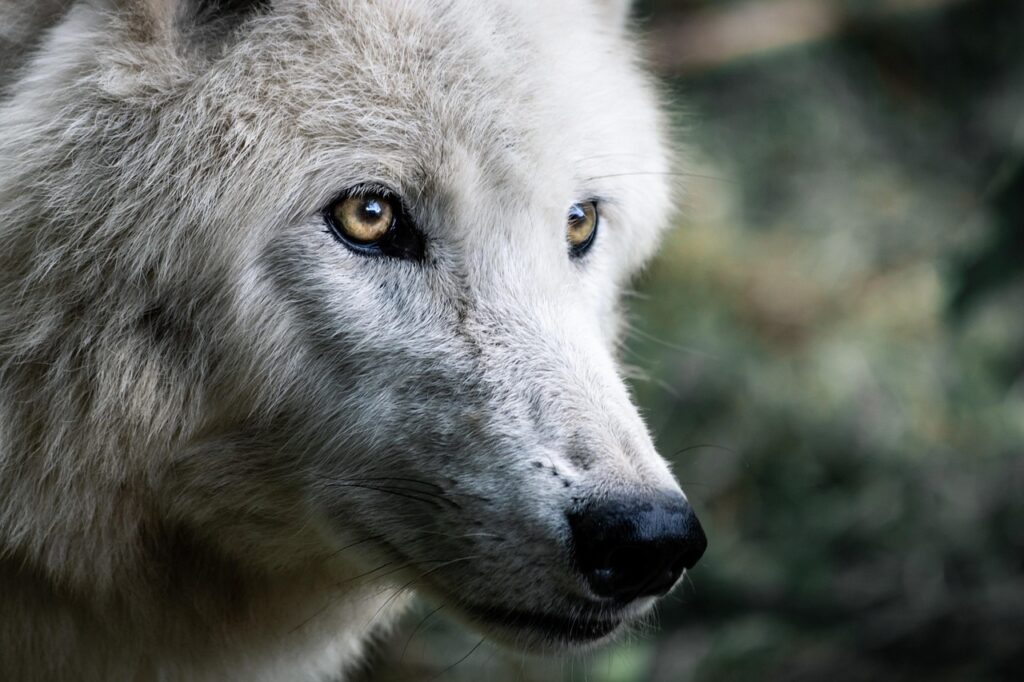 wolf, predator, mammal, nature, creature, pet, canine, dog, species, fauna, animal