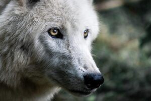 wolf, predator, mammal, nature, creature, pet, canine, dog, species, fauna, animal
